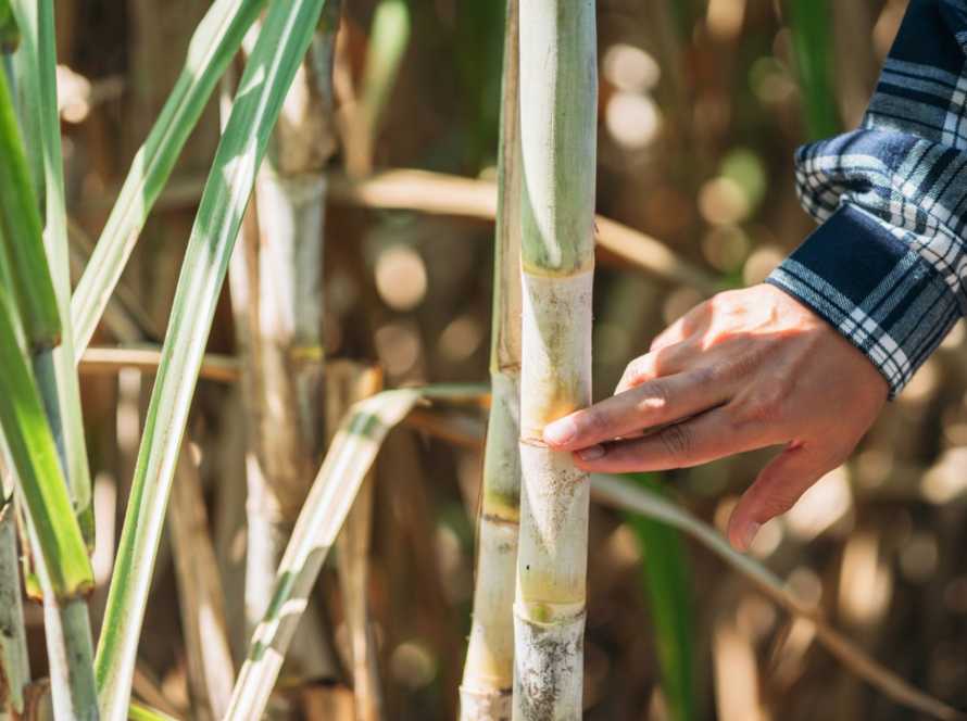 A close up image of sustainable sugar cane with a hand